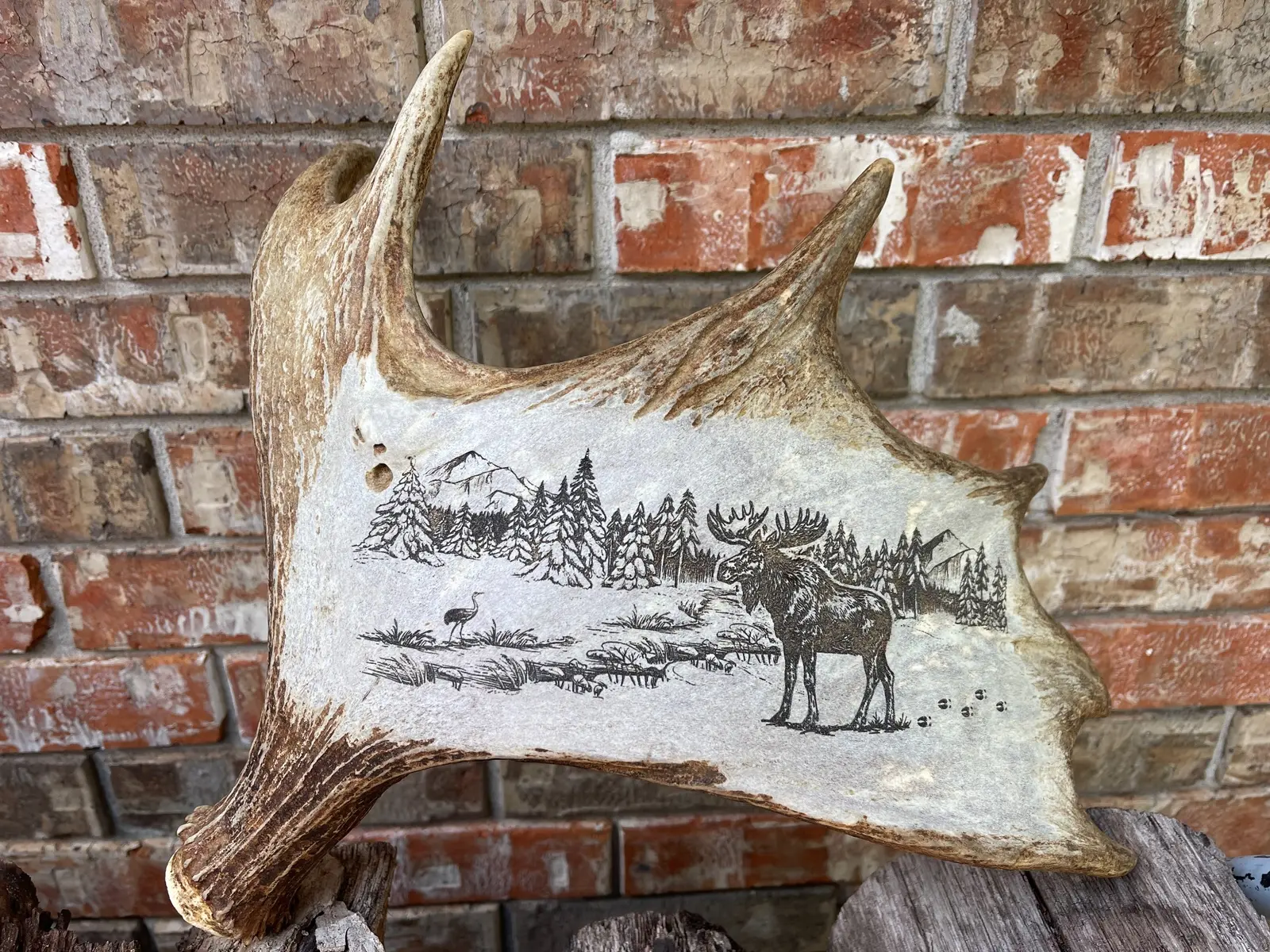 Moose antler engraved with a wilderness scene